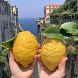 limoni-di-sorrento